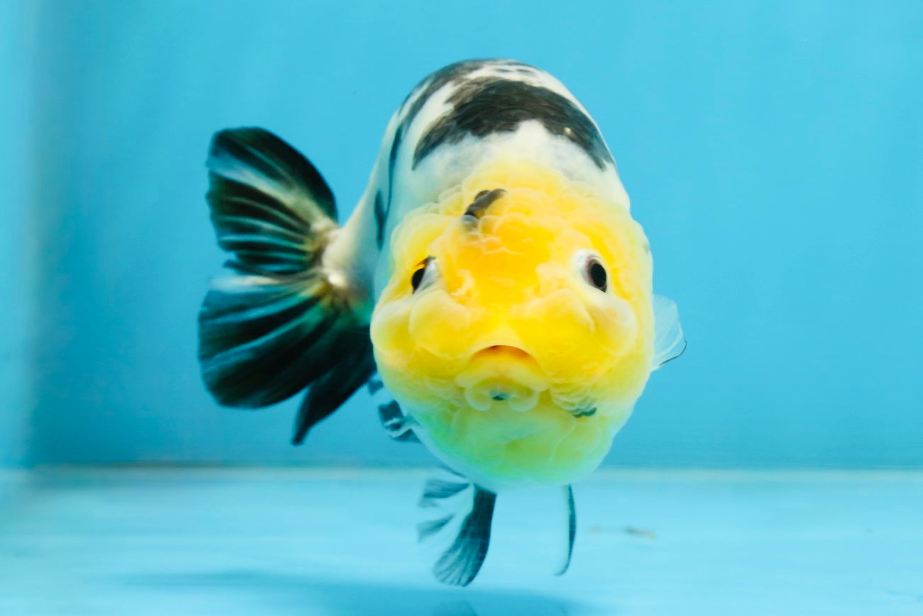 A Grade Milk Cow Ranchu Female 5 inches #101025RC_12