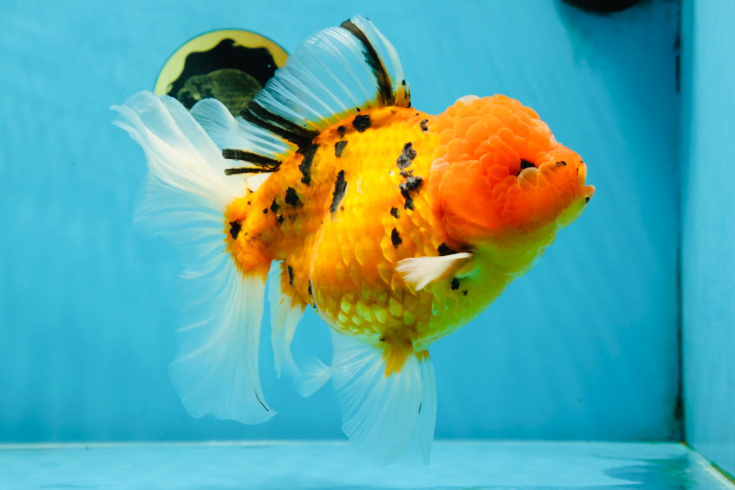 Jumbo A Grade Tiger Oranda Butterly Tail Female 7.5 inches #050225OR_12