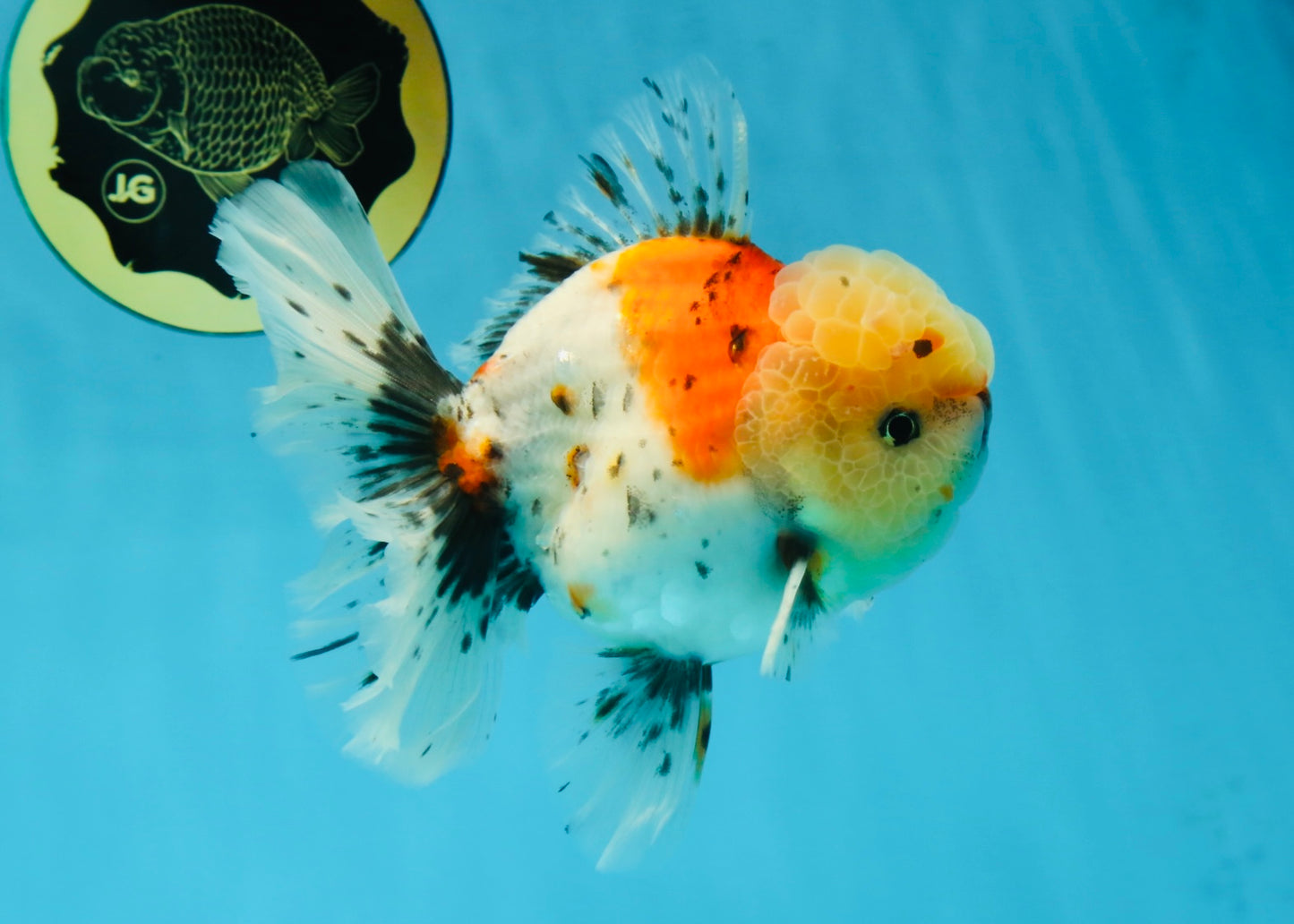 AAA Grade Godzilla Pepper Calico Oranda Male 5-5.5 inches #053025OR_27