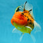 Jumbo A Grade Tiger Oranda Butterly Tail Female 7.5 inches #050225OR_12