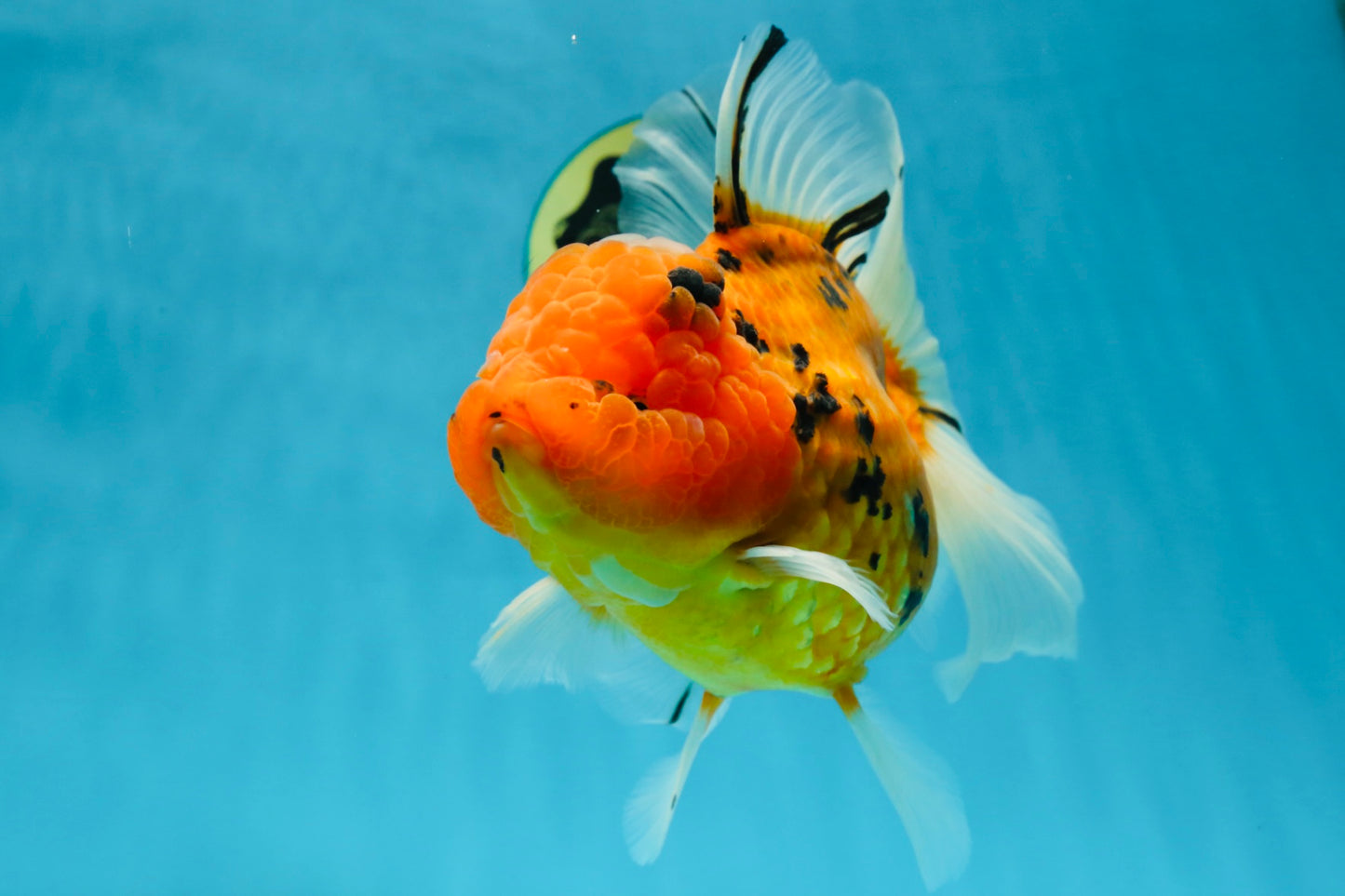 Jumbo A Grade Tiger Oranda Butterly Tail Female 7.5 inches #050225OR_12