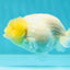 👶 Baby Bright Lemonhead Pirate Lionchu Female 3.5-4 inches #0216LC_15