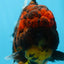 A Grade FLUFFY WEN Tiger Oranda Male 6 inches #082925OR_11