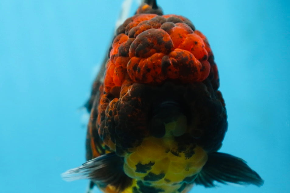 A Grade FLUFFY WEN Tiger Oranda Male 6 inches #082925OR_11