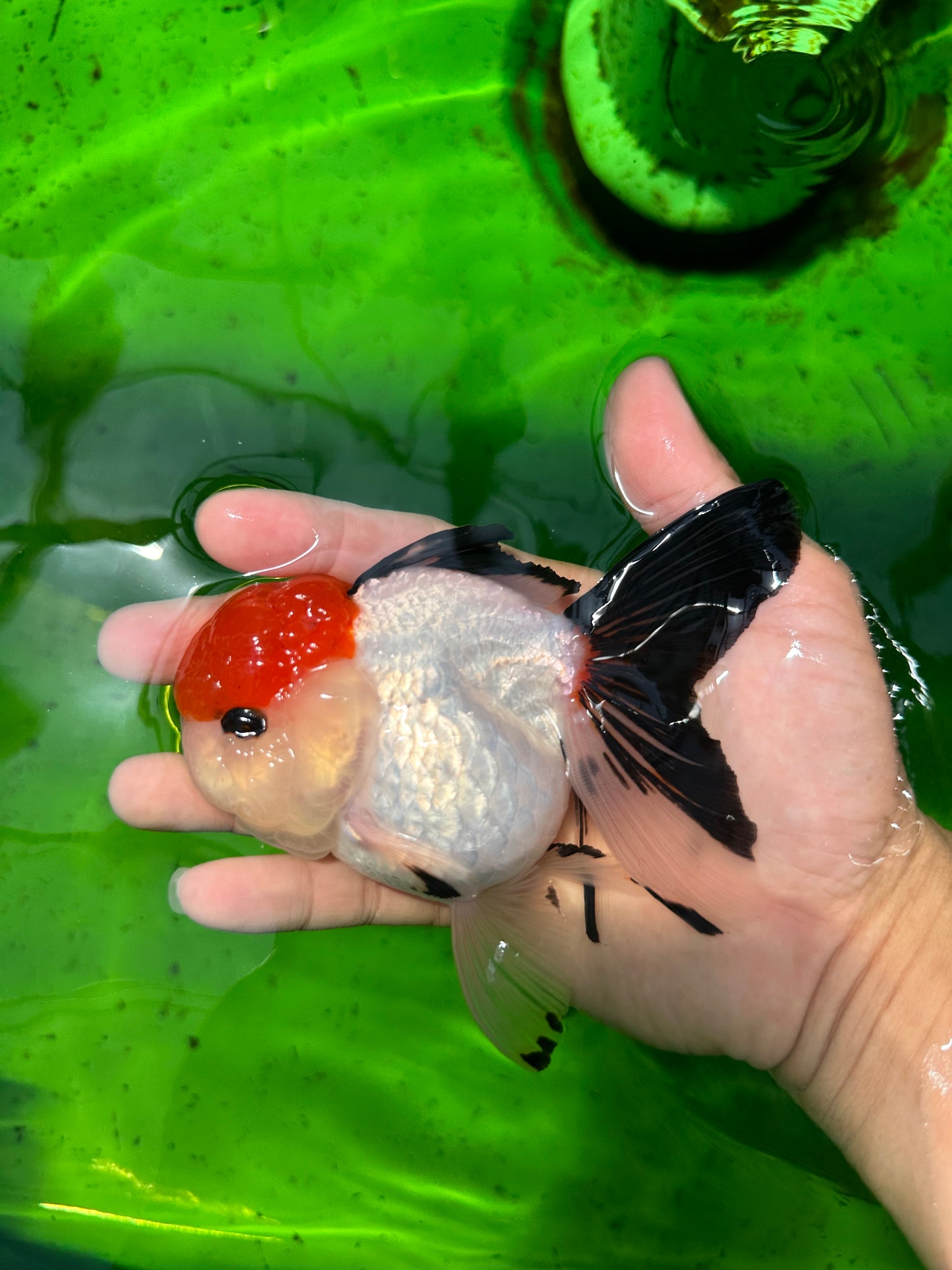 A Grade Tancho Button Eyes Tricolor Oranda Female 4.5 inches #0614OR_23