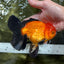 A Grade Apache (Black Orange) Oranda Male 5.5 inches #110124OR_09