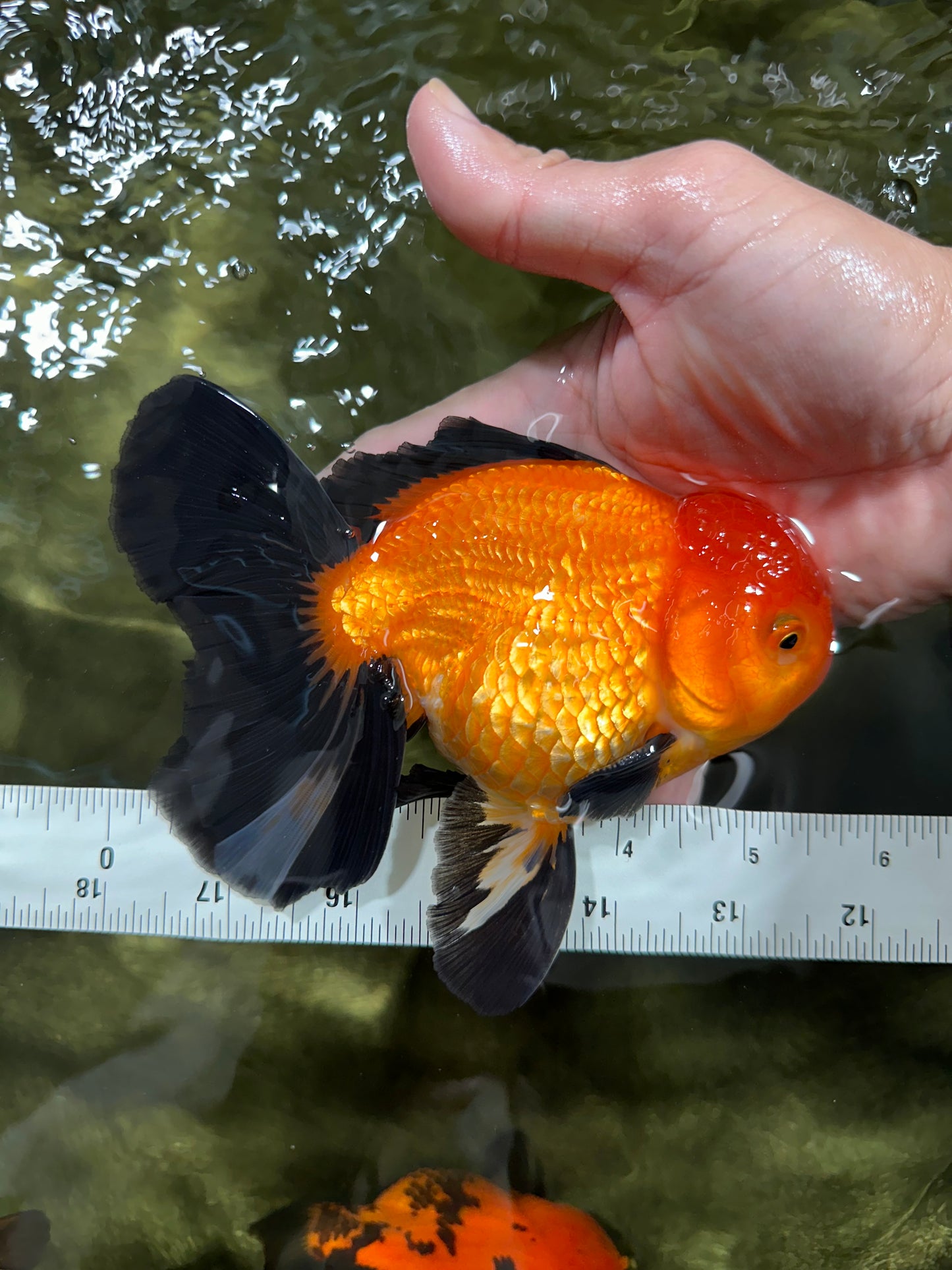 A Grade Apache (Black Orange) Oranda Male 5.5 inches #110124OR_09