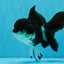 ELVIS Panda Oranda Female 5-5.5 inches #041026OR_07