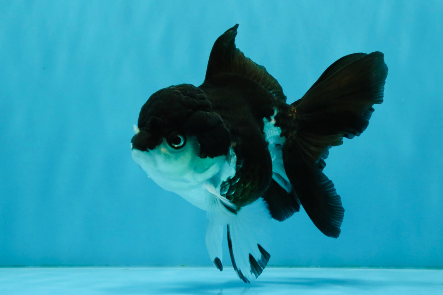 ELVIS Panda Oranda Female 5-5.5 inches #041026OR_07