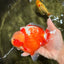 SUPER CUTE AAA Grade Strong Body Structure Kohaku Red White Yuanbao Male 6 inches #092526YB_12