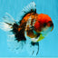 JUMBO A Grade Calico Oranda Male 6-6.5 inches #040326OR_21