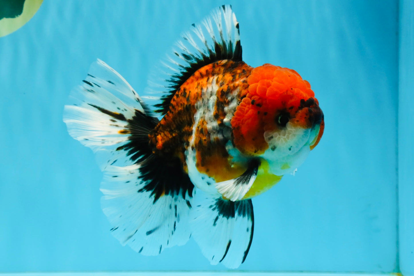 JUMBO A Grade Calico Oranda Male 6-6.5 inches #040326OR_21