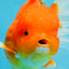 SUPER CUTE A Grade Red White Oranda Female 6.5 inches #110725OR_01