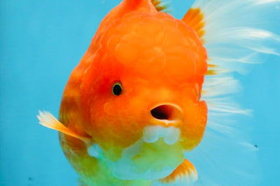 SUPER CUTE A Grade Red White Oranda Female 6.5 inches #110725OR_01