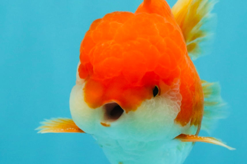 MARIO AAA Grade Red White Oranda Male 5.5 inches #030626OR_20