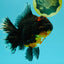 GIANT AAA Grade Red Head Kirin Oranda Male 7-7.5  inches #070326OR_05