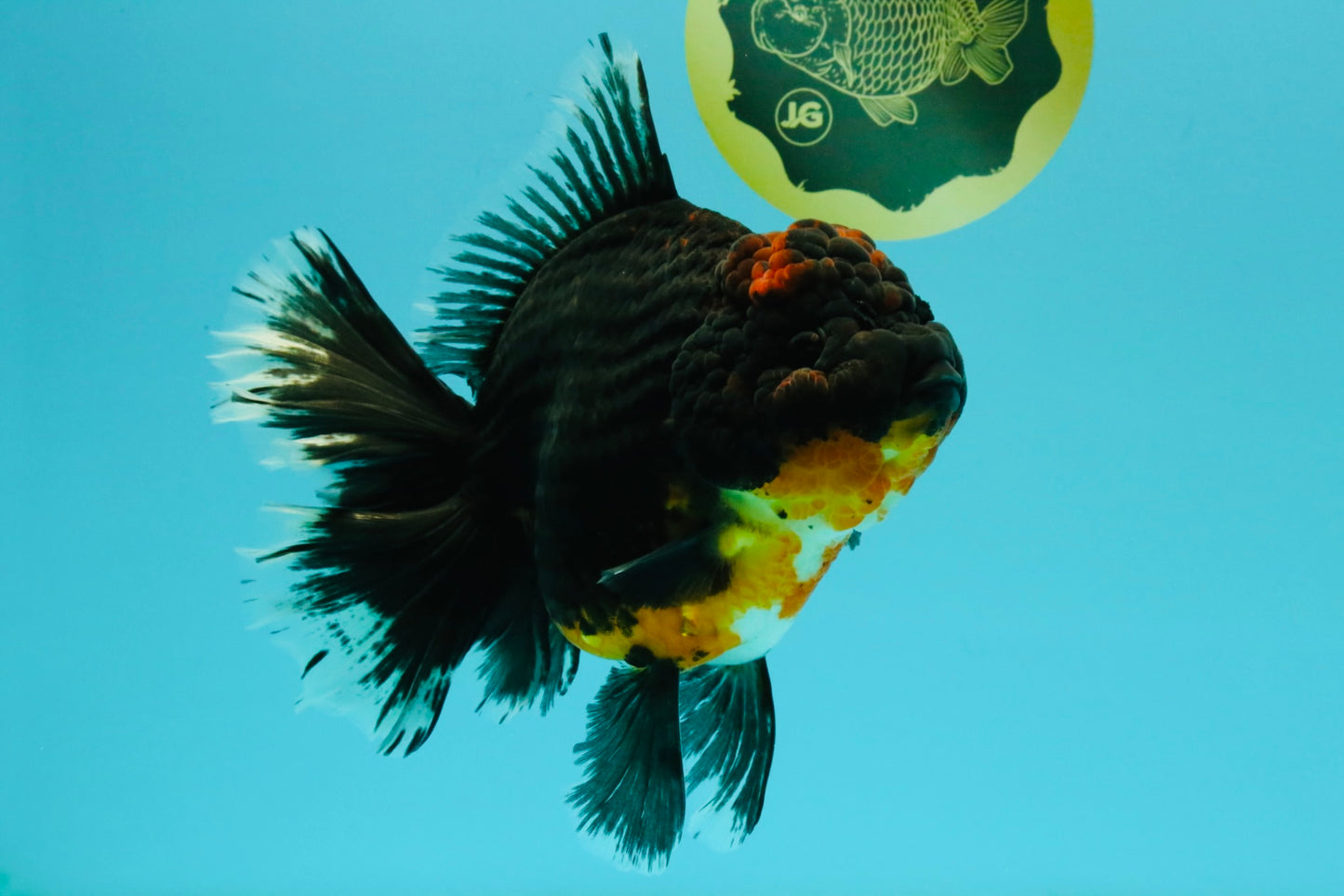 GIANT AAA Grade Red Head Kirin Oranda Male 7-7.5  inches #070326OR_05