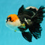 Tricolor Oranda Female 5.5 inches #111524OR_12