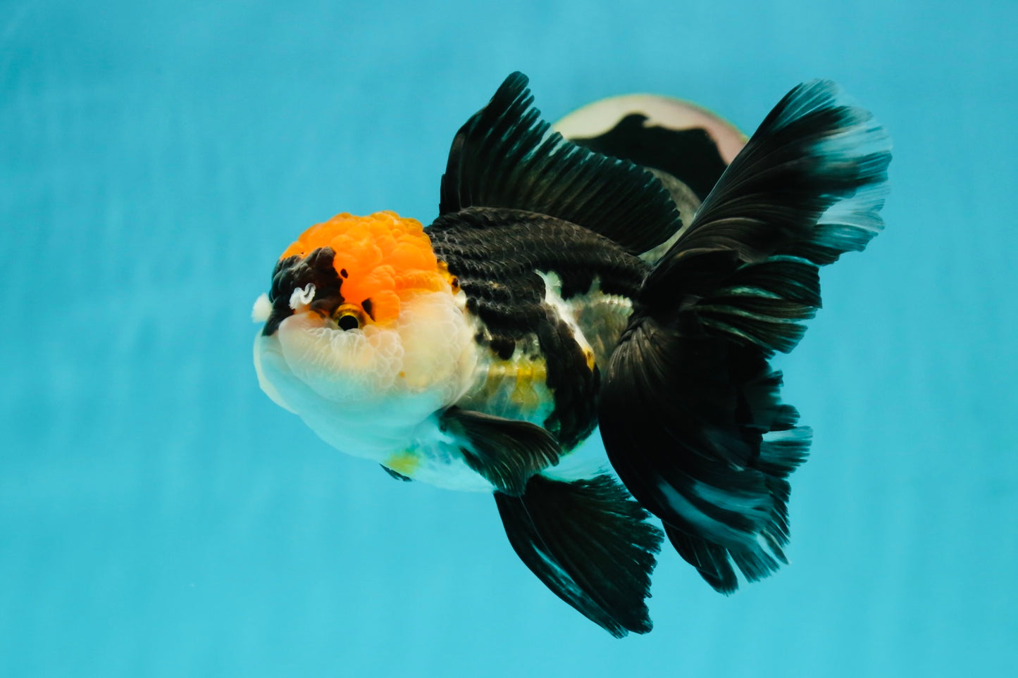 Tricolor Oranda Female 5.5 inches #111524OR_12