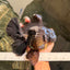 AAA Grade Super Godzilla Black Oranda Male 6.5-7 inches #061926OR_01