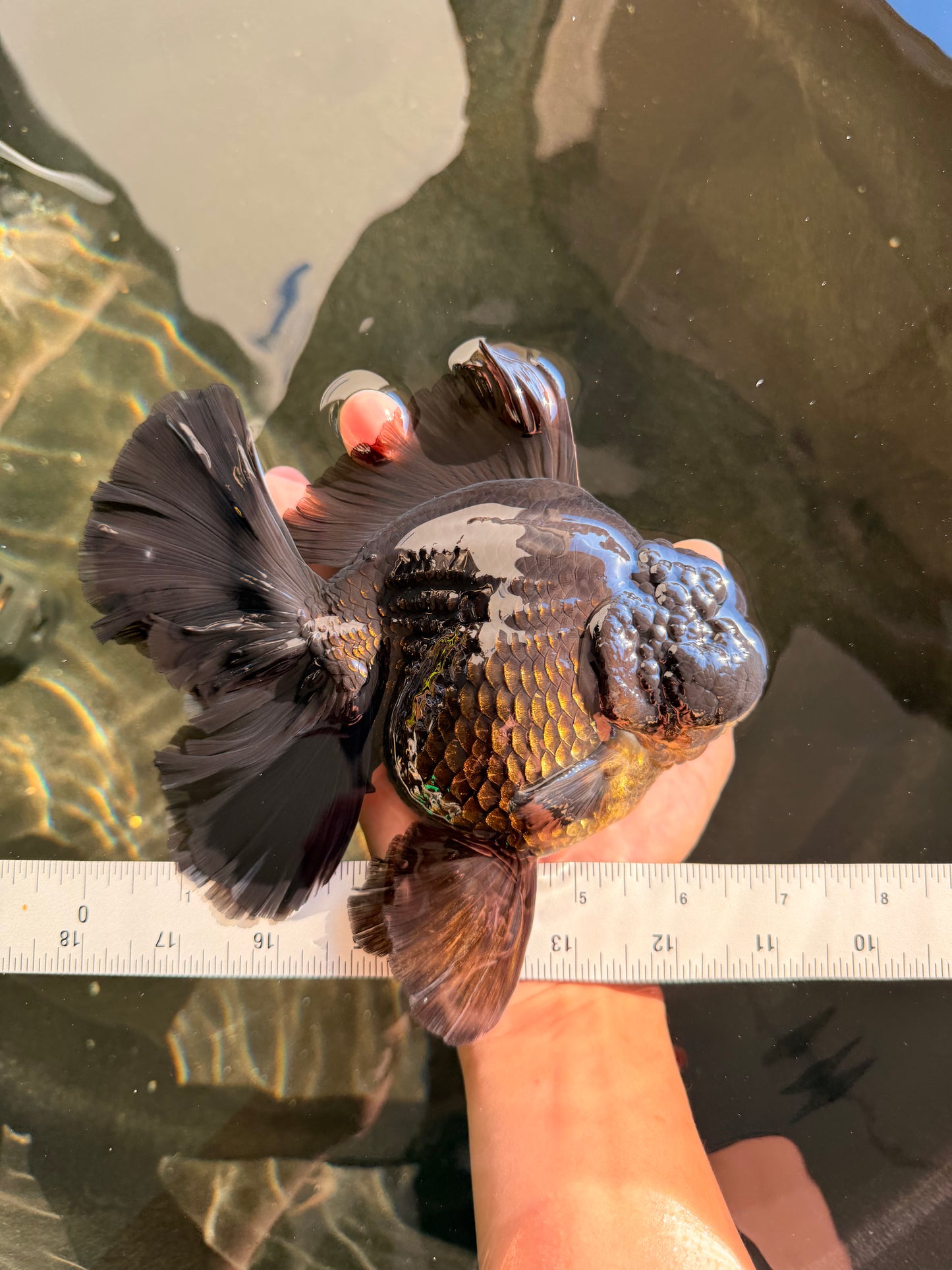 AAA Grade Super Godzilla Black Oranda Male 6.5-7 inches #061926OR_01
