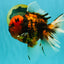 CHONKY AAA Grade Tiger Oranda Male 7.5 inches #092526OR_01