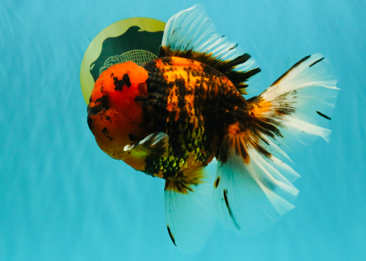 CHONKY AAA Grade Tiger Oranda Male 7.5 inches #092526OR_01