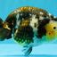 A Grade Ink Chinese Ranchu Male 5.5 inches #022026RC_19