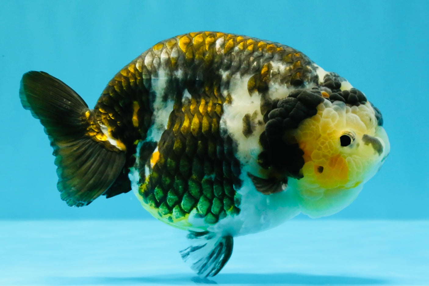 A Grade Ink Chinese Ranchu Male 5.5 inches #022026RC_19