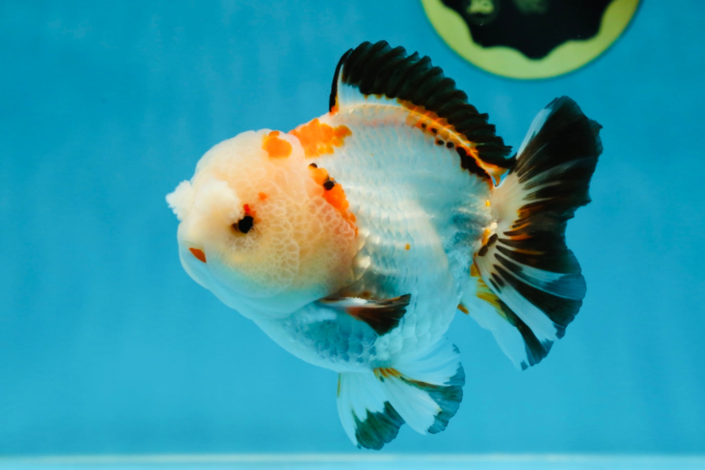 A Grade Pompom Tricolor Yuanbao Male 4 inches #052325YB_27