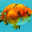 A Grade Tricolor Tiger Ranchu Male 5.5 inches #102326RC_05