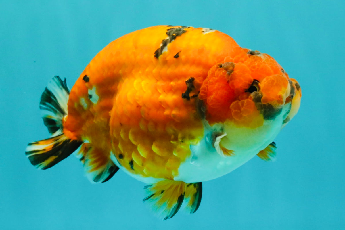 A Grade Tricolor Tiger Ranchu Male 5.5 inches #102326RC_05