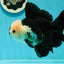 AAA Grade Giant Generation Panda Oranda Male 6.5 inches #102524OR_07