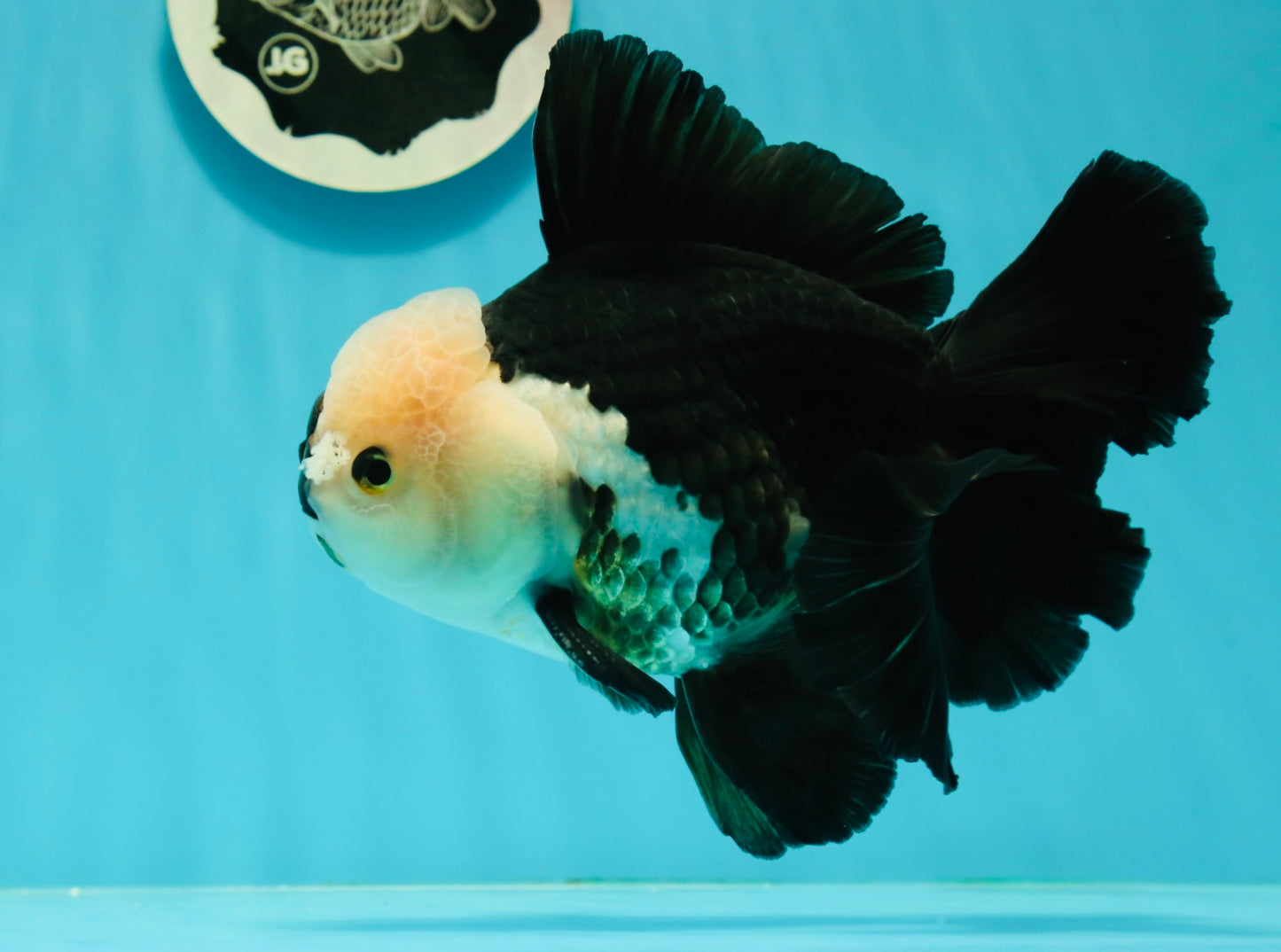 AAA Grade Giant Generation Panda Oranda Male 6.5 inches #102524OR_07