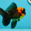 BIG HEAD AAA Grade Red Head Oranda Male 4.5-5 inches #1004OR_36