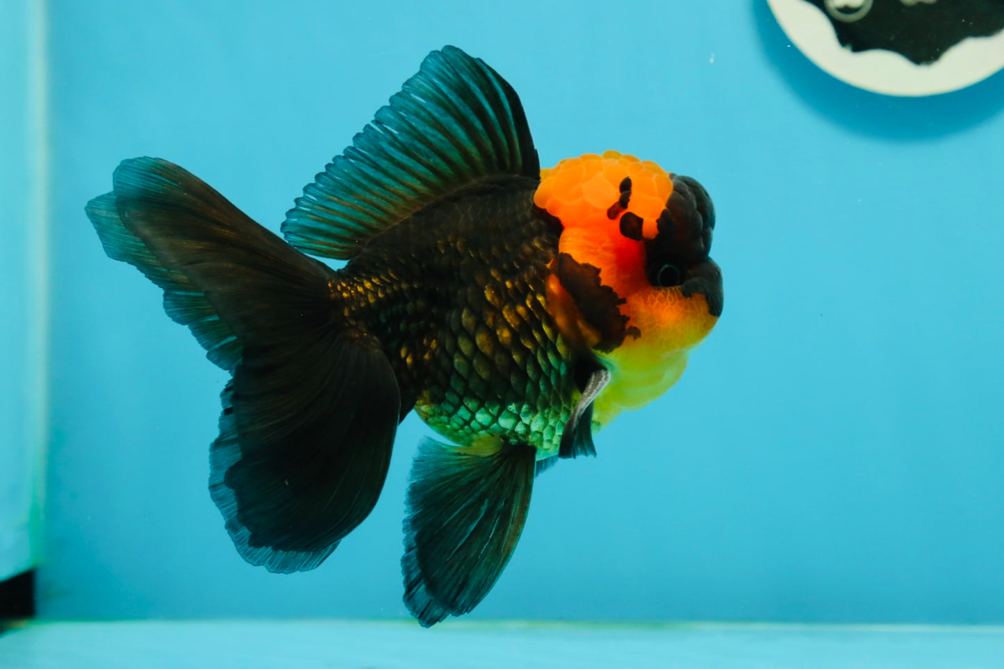 BIG HEAD AAA Grade Red Head Oranda Male 4.5-5 inches #1004OR_36