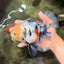 AAA Grade Marble Oranda Male 6.5-7 inches #070626OR_09