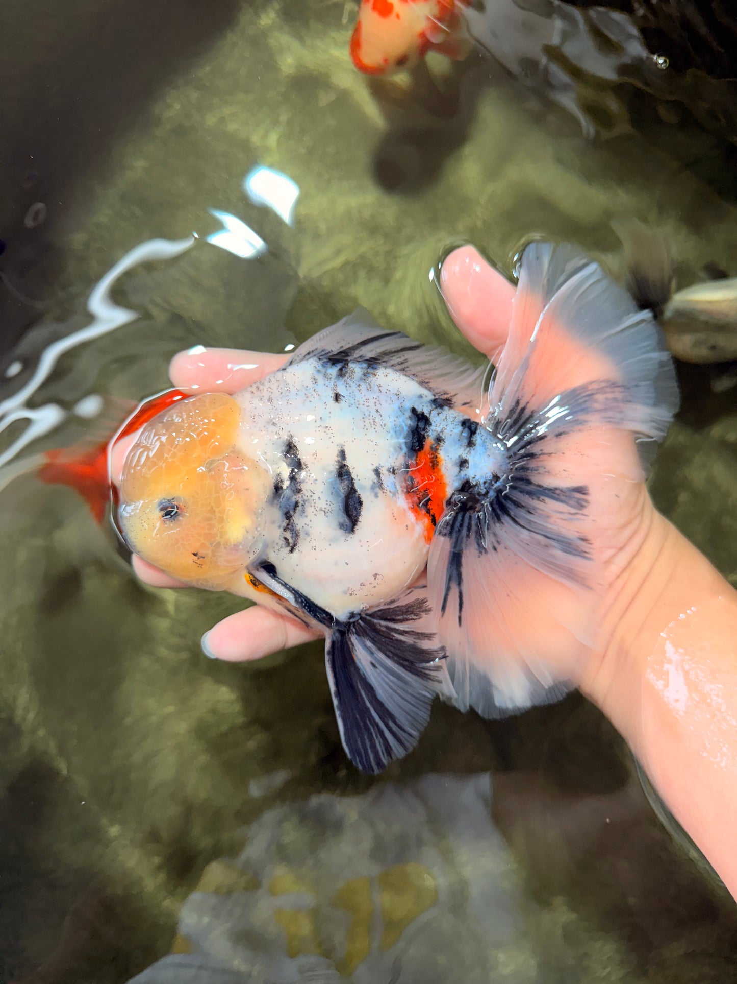 AAA Grade Marble Oranda Male 6.5-7 inches #070626OR_09