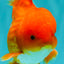 AAA Grade Red White Oranda Male 5-5.5 inches #073126OR_08