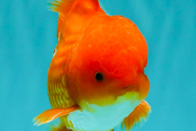 AAA Grade Red White Oranda Male 5-5.5 inches #073126OR_08