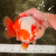 BULLDOG AAA Grade Red White Yuanbao Male 6 inches #070326YB_02