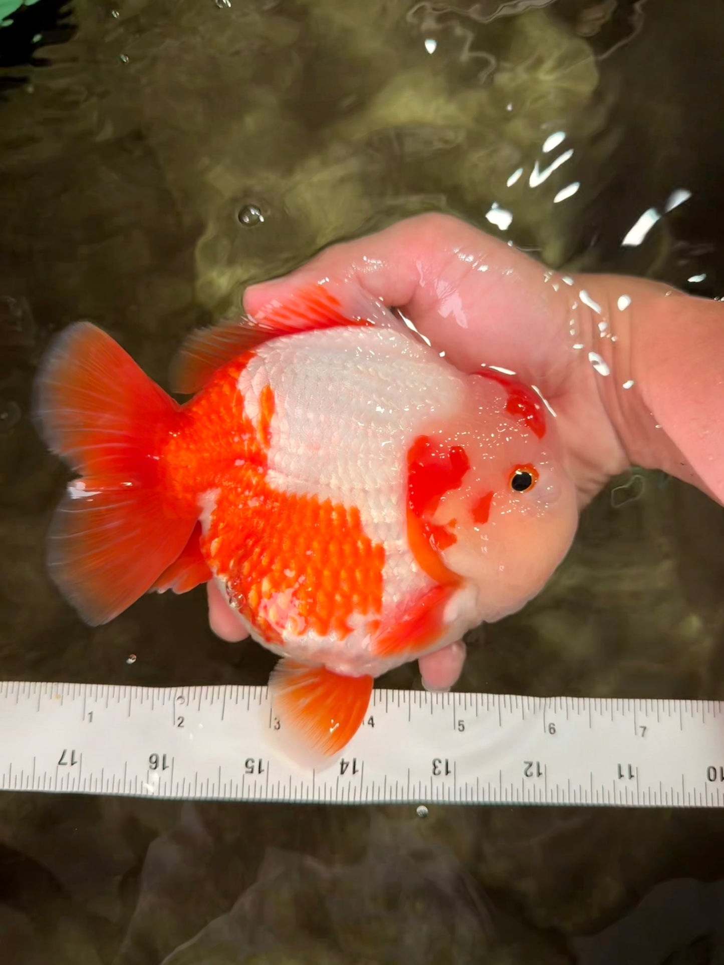 BULLDOG AAA Grade Red White Yuanbao Male 6 inches #070326YB_02