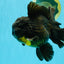 BULLDOG A Grade Godzilla Black Oranda 6.5 inches #022726OR_13