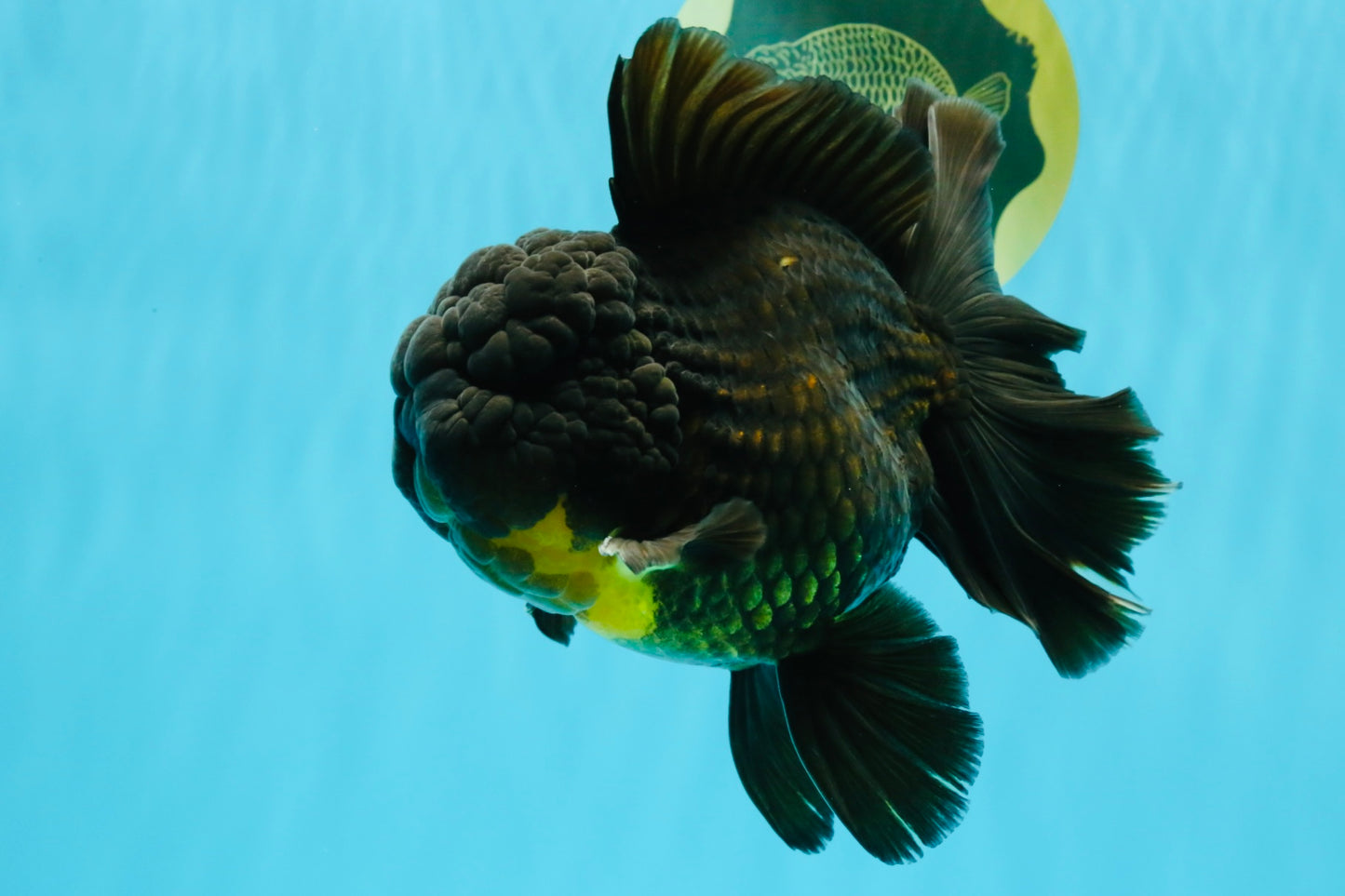 BULLDOG A Grade Godzilla Black Oranda 6.5 inches #022726OR_13