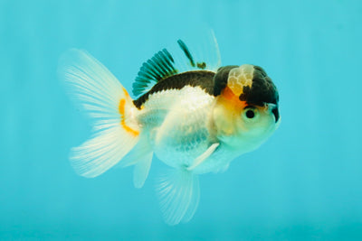 Panda Oranda Male 3.5 inches #1018OR_15