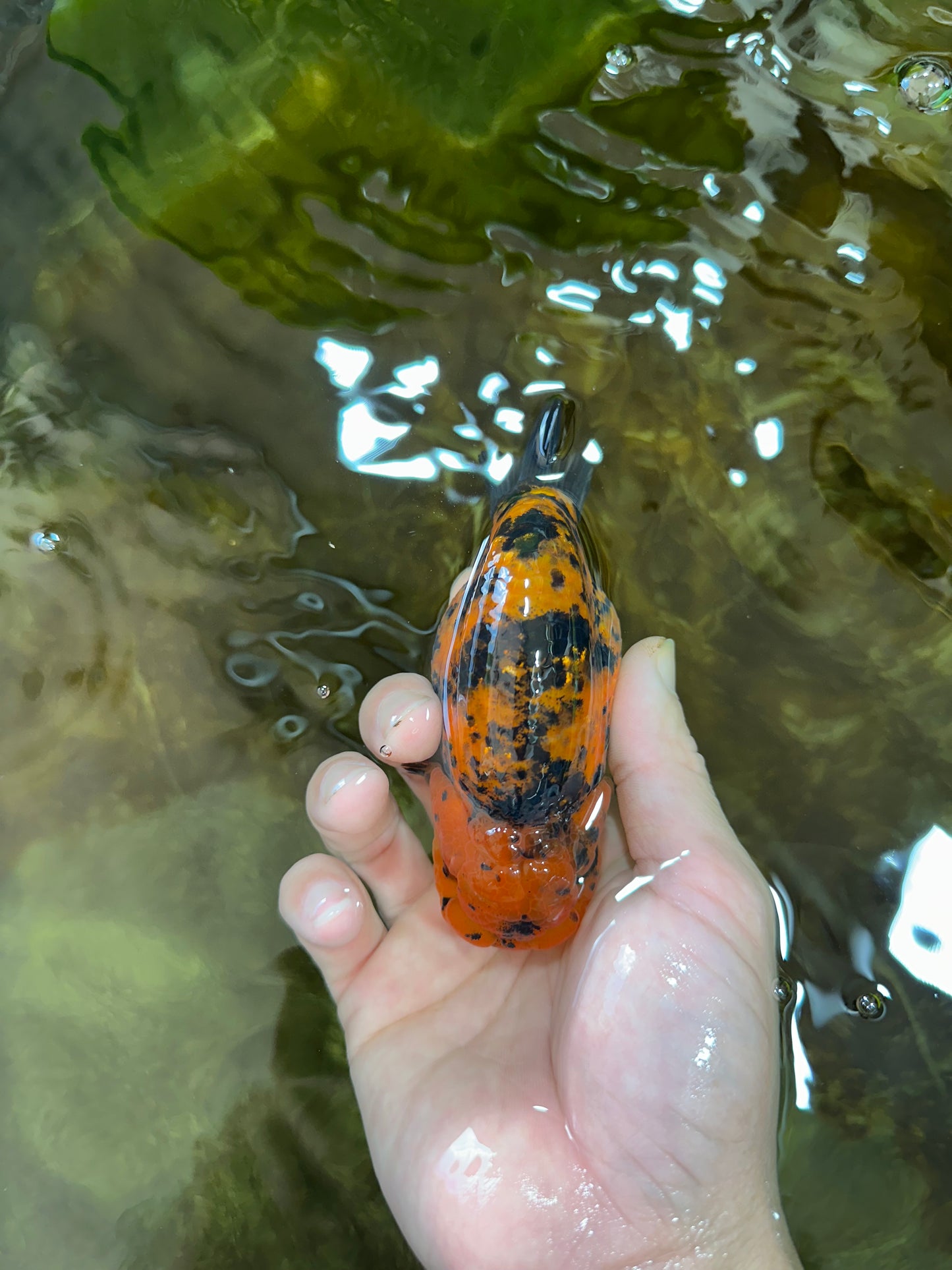 AAA Grade Tiger LionKing 4-4.5  inches #053025LC_10