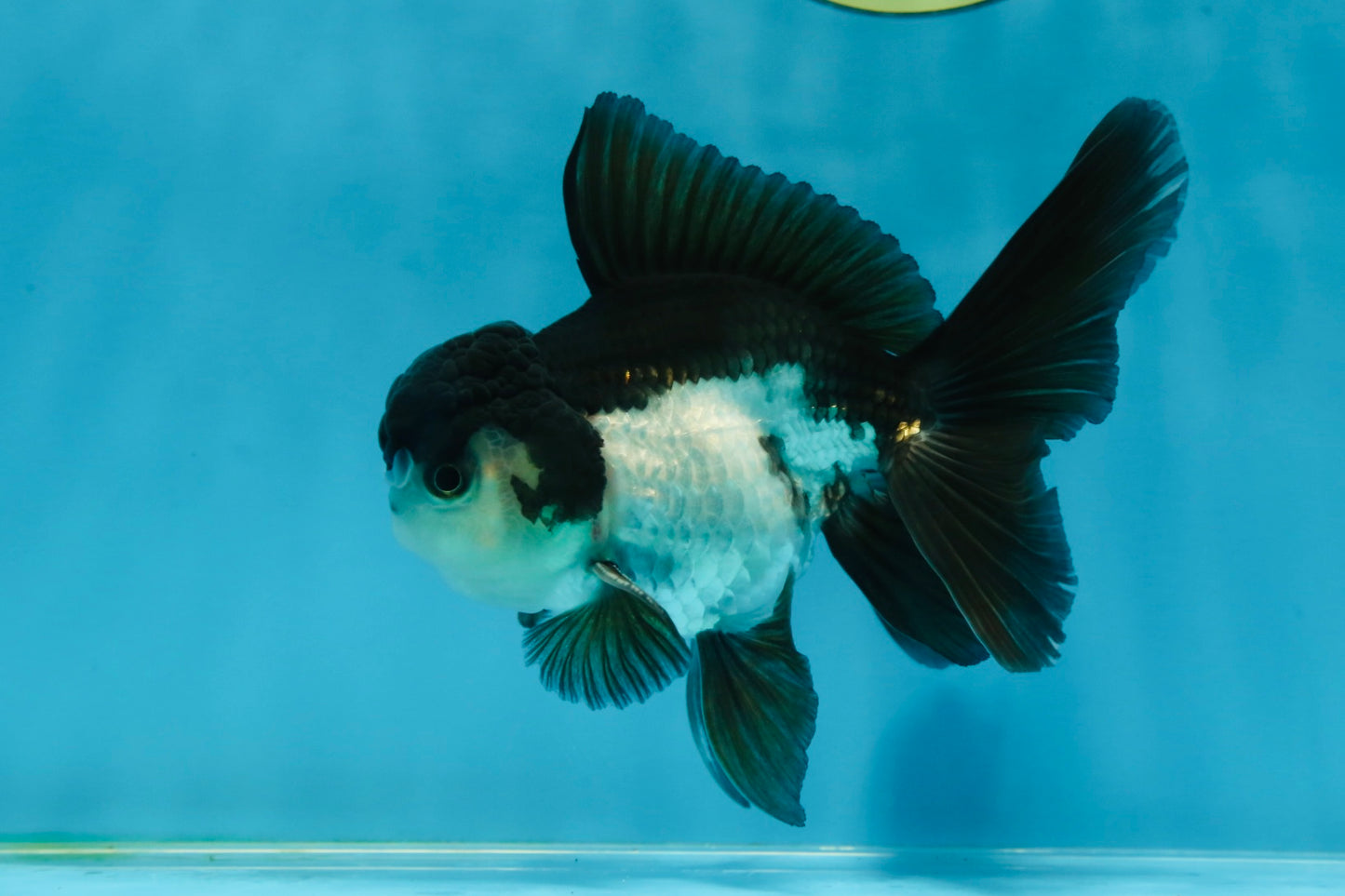 A Grade Young Panda Button Eyes Oranda Male 4.5-5 inches #061325_03