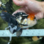 Tricolor Oranda Female 5.5 inches #111524OR_12