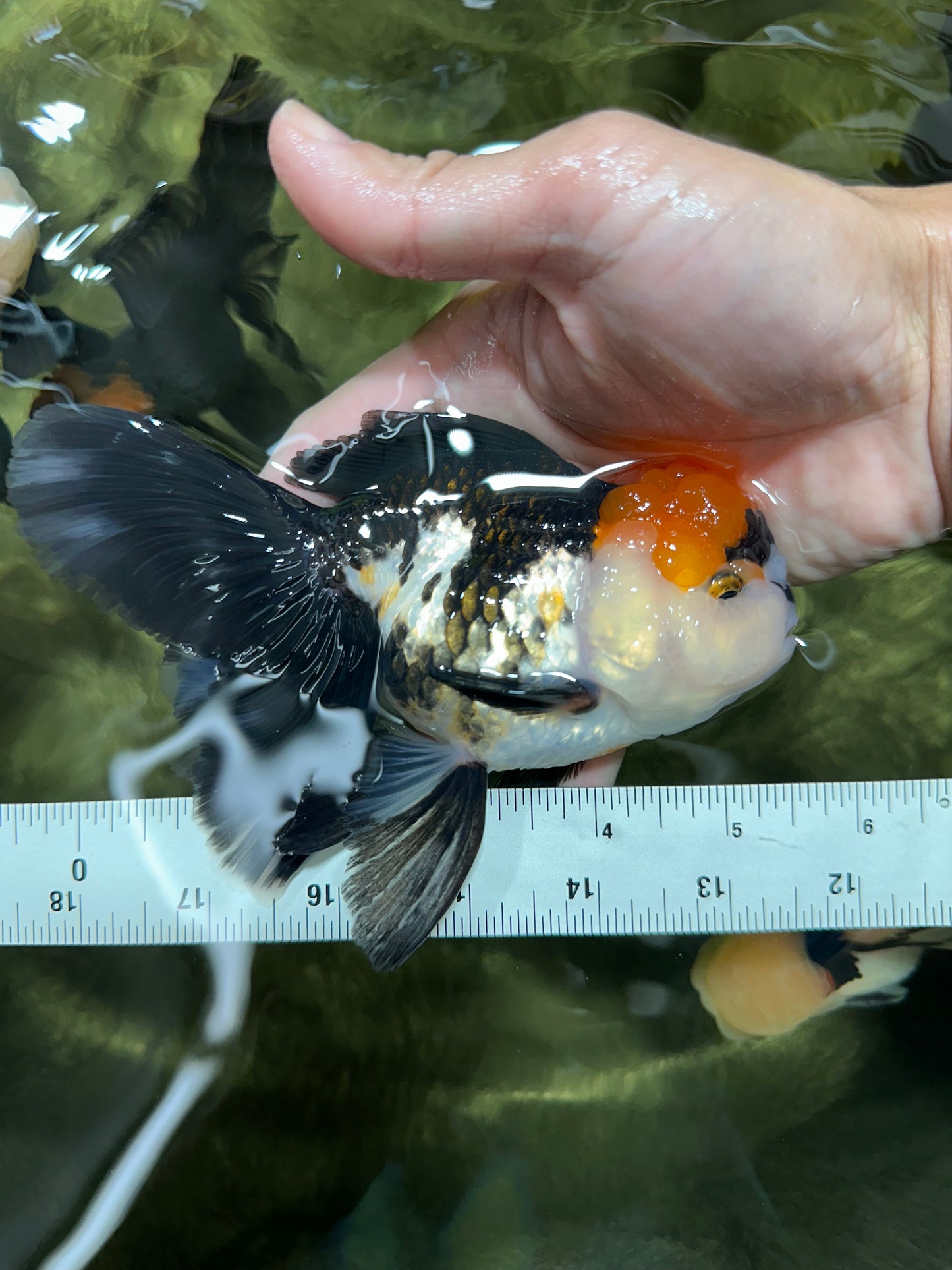 Tricolor Oranda Female 5.5 inches #111524OR_12