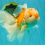 MASHMALLOW A Grade Red White Oranda Male 8 inches #090426OR_15